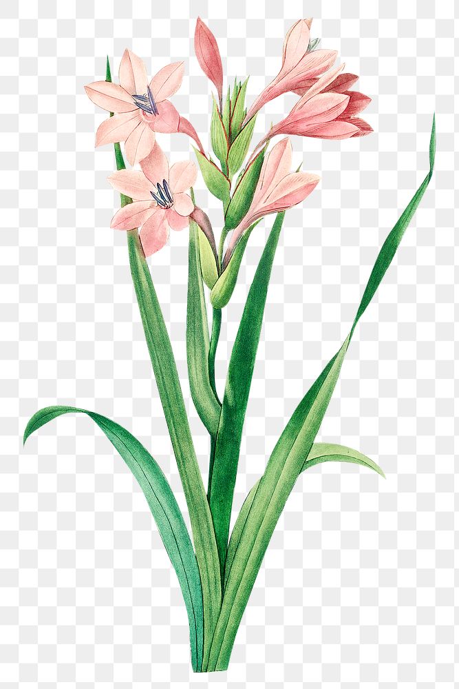 Sword lily flower png botanical illustration, remixed from artworks by Pierre-Joseph Redout&eacute;