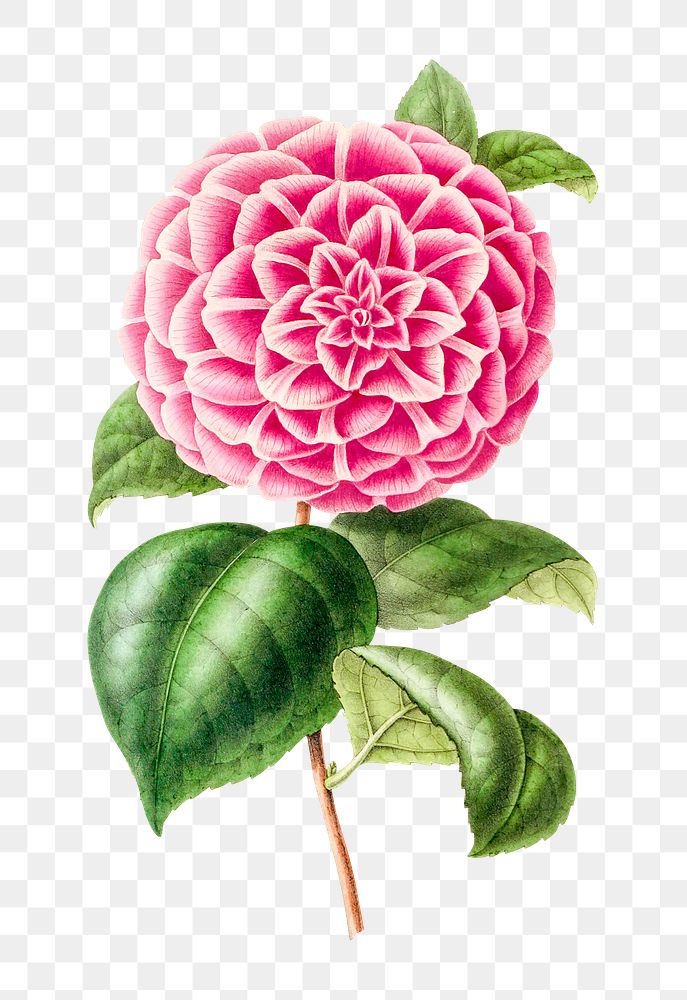 Hand drawn pink camellia flower design element