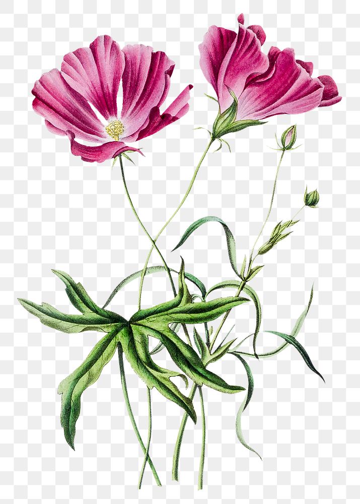 Hand drawn pink eglantine flower