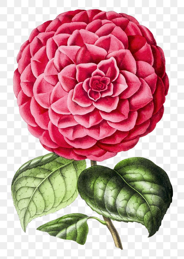 Vintage pink camellia flower design element