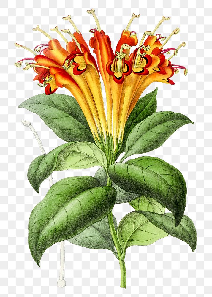 Hand drawn orange tecoma flower design element