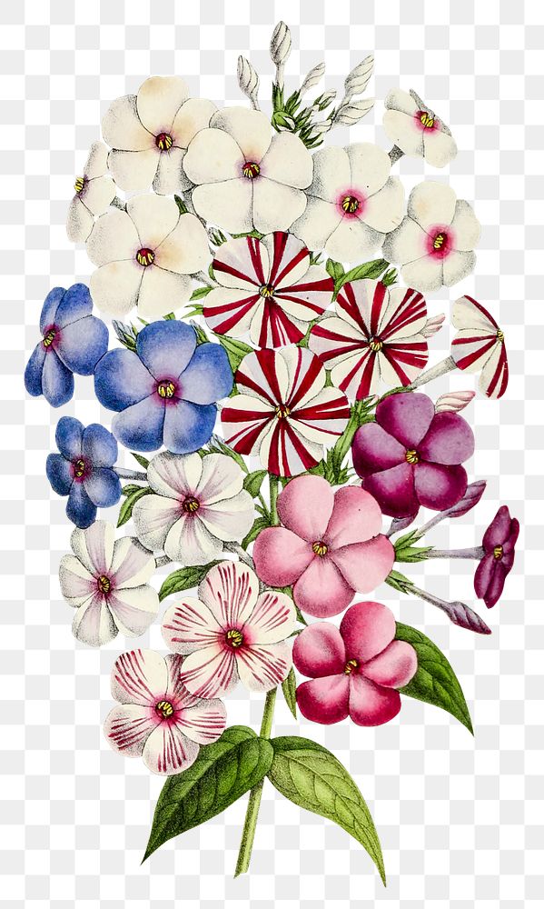 Vintage colorful petunia flower design element