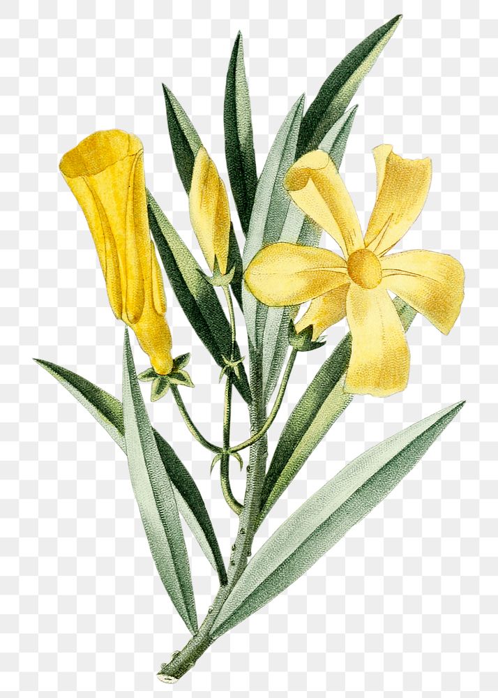 Vintage png yellow oleander flower illustration