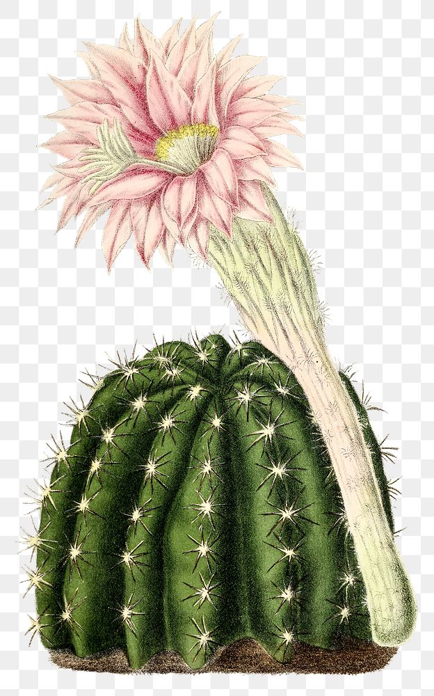 Vintage dwarf chin cactus design element