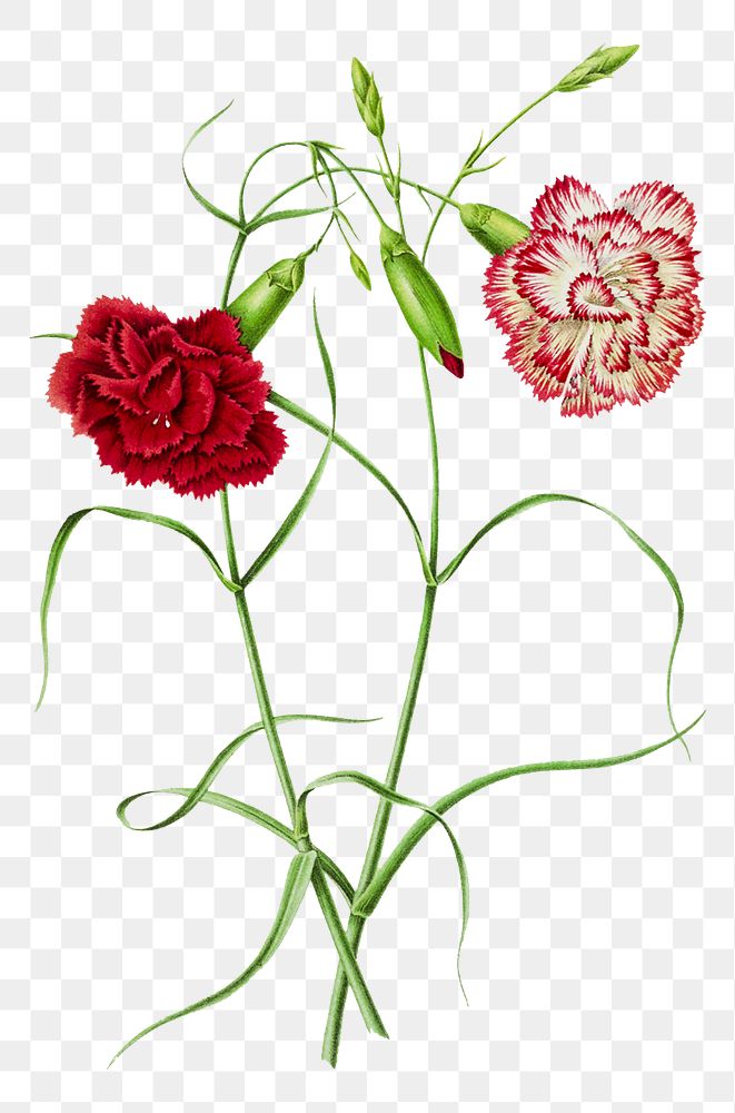 Vintage red carnation flower design element