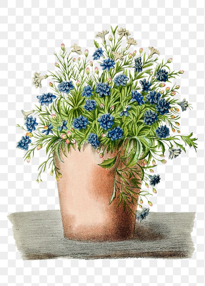Hand drawn lobelia erinus in a pot design element