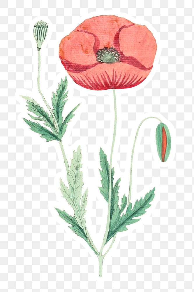 Hand drawn red poppy flower sticker with a white border design element