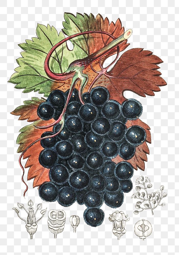 Vintage png aesthetic grape vine illustration