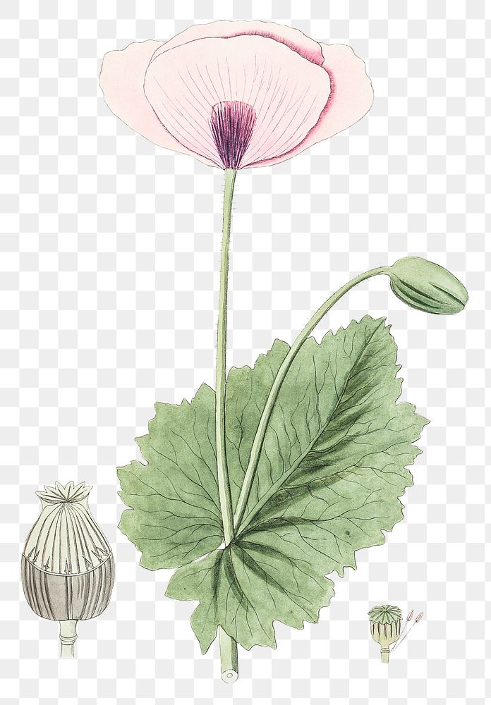 Png hand drawn opium poppy illustration