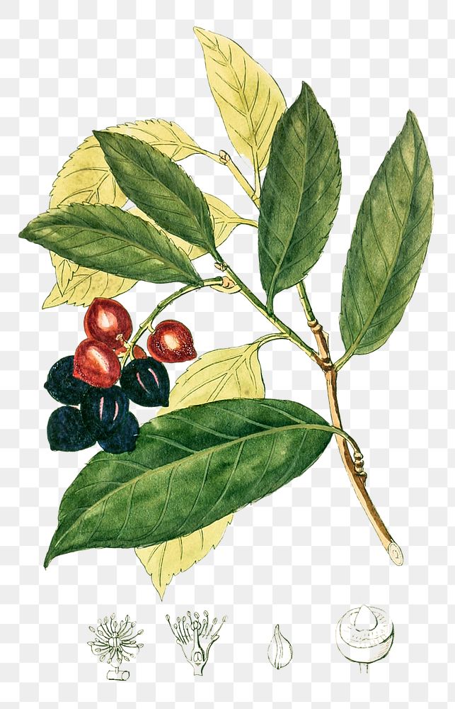 Vintage png cherry laurel fruit illustration