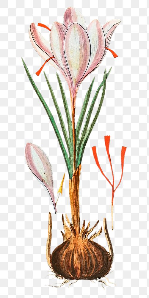 Vintage png pink saffron crocus flower illustration