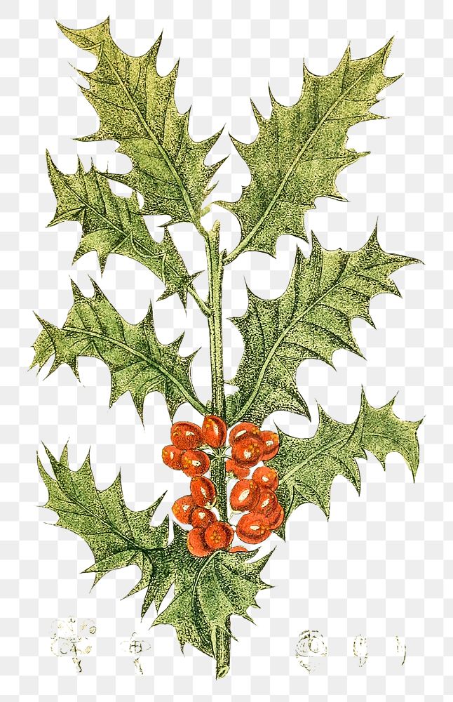 Vintage png aesthetic holly branch illustration