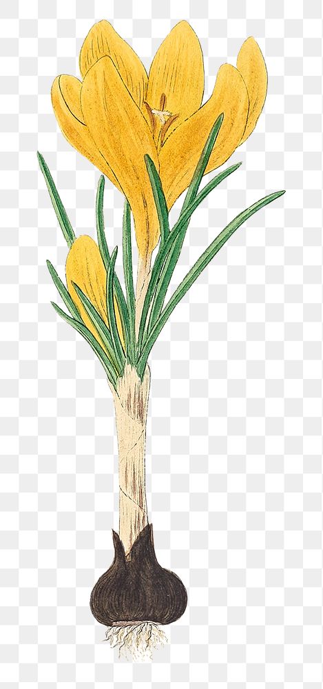 Png hand drawn yellow crocus flower illustration
