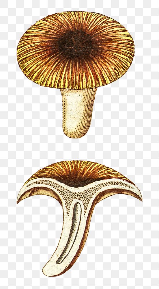 Vintage png chanterelles edible mushroom illustration
