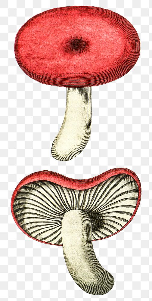Vintage png cortinarius purpureus mushroom illustration