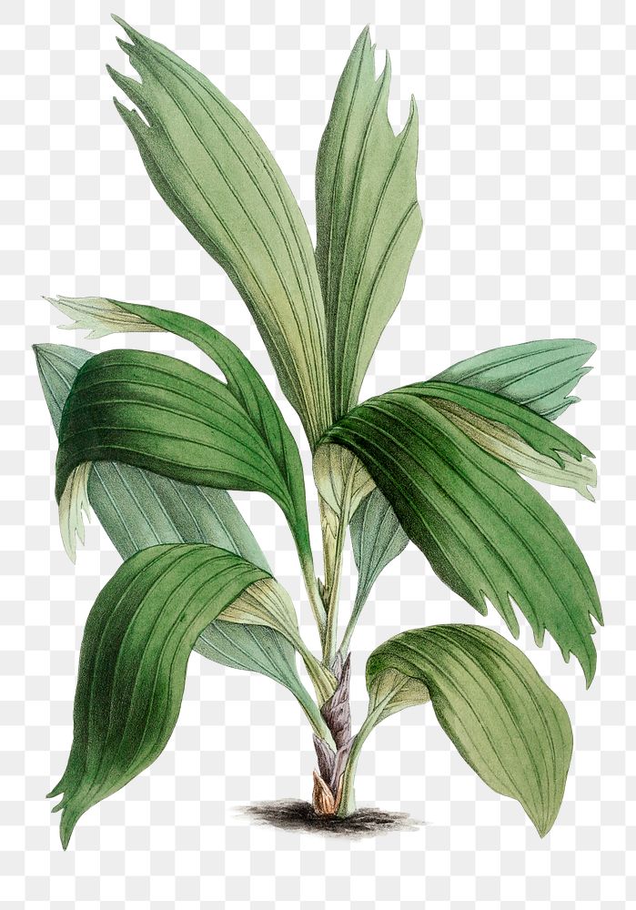 Hand drawn Arecanut palm plant design element