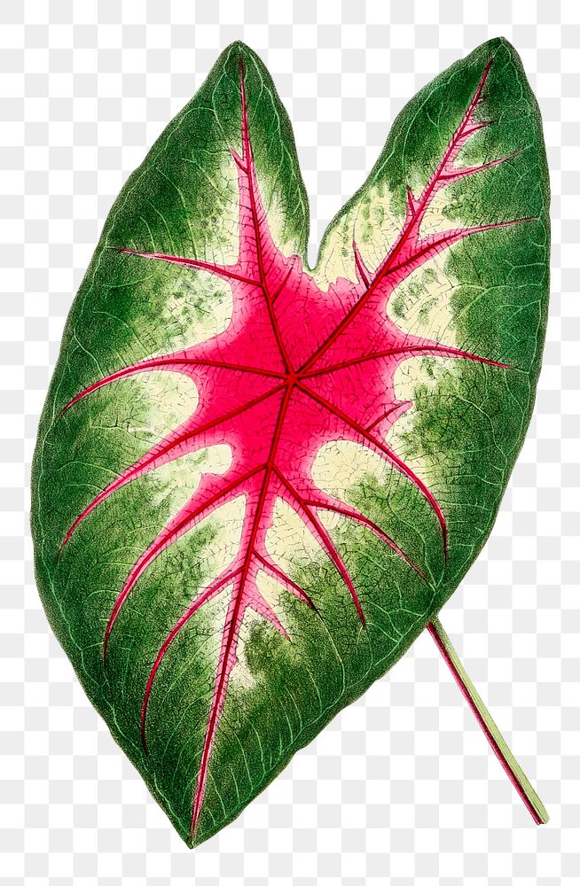 Vintage Caladium Rosebud leaf design element