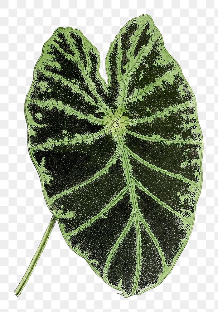 Vintage colocasia black beauty leaf design element