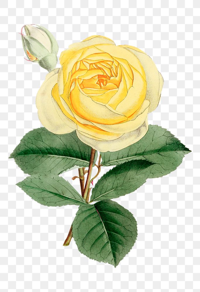 Vintage of a yellow rose flower design element