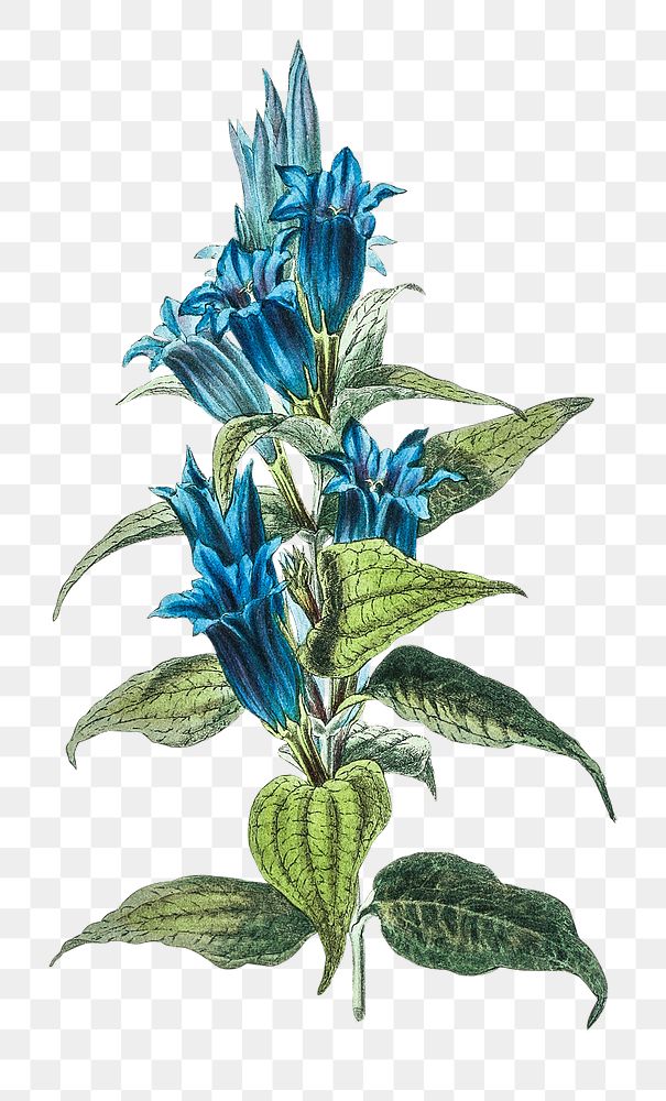 Png hand drawn willow gentian illustration