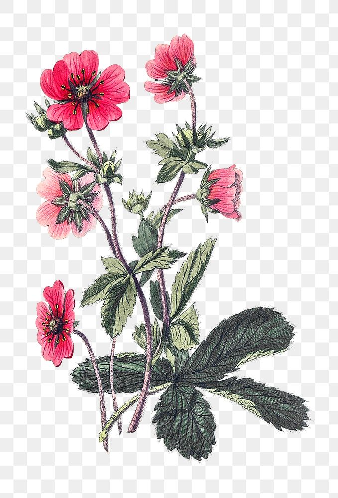 Png hand drawn pink cinquefoil illustration