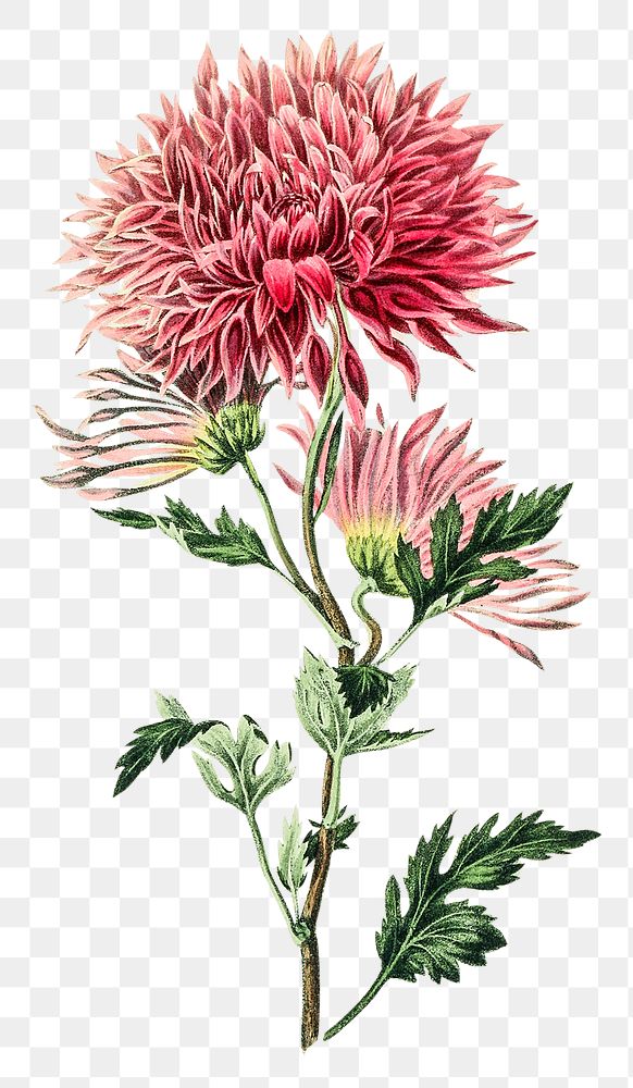 Vintage png pink chrysanthemum hand drawn illustration