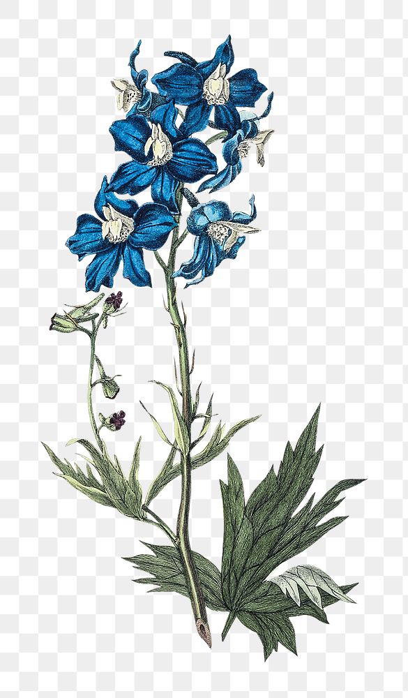 Png hand drawn blue flower illustration