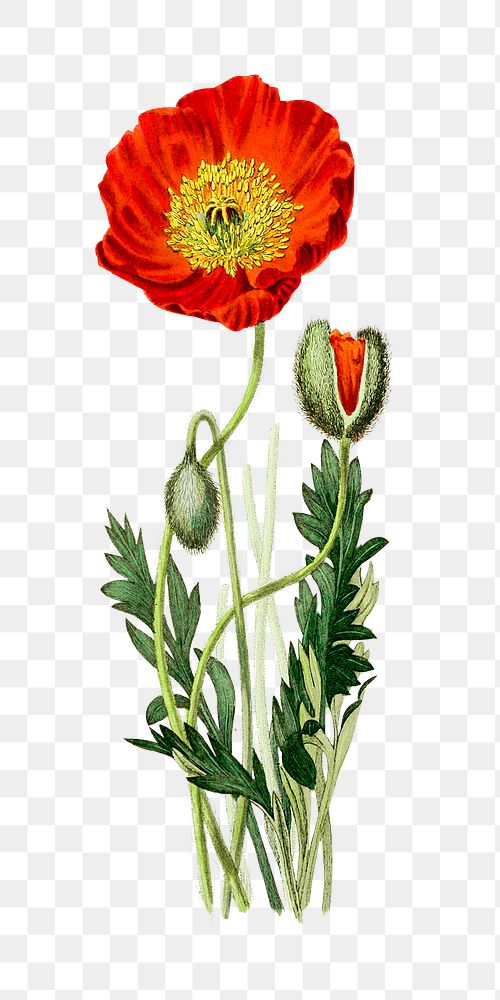 Vintage red poppy flower design element