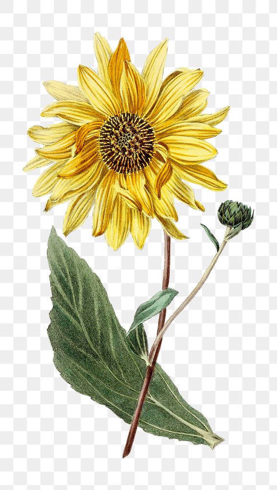 Hand drawn sunflower design element