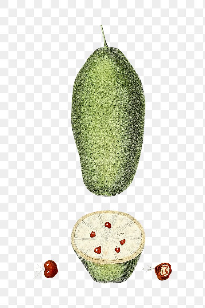 Vintage png aesthetic baobab fruit illustration