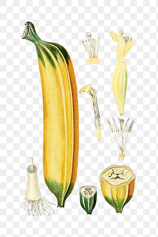 Vintage png aesthetic banana illustration