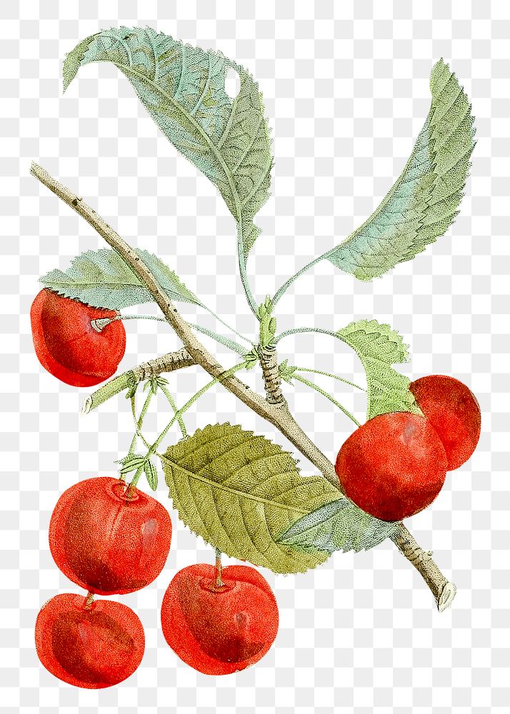 Vintage png red cherries clipart illustration