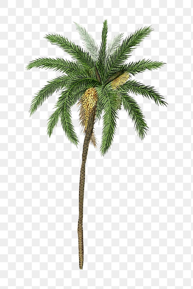 Vintage png date palm tree illustration