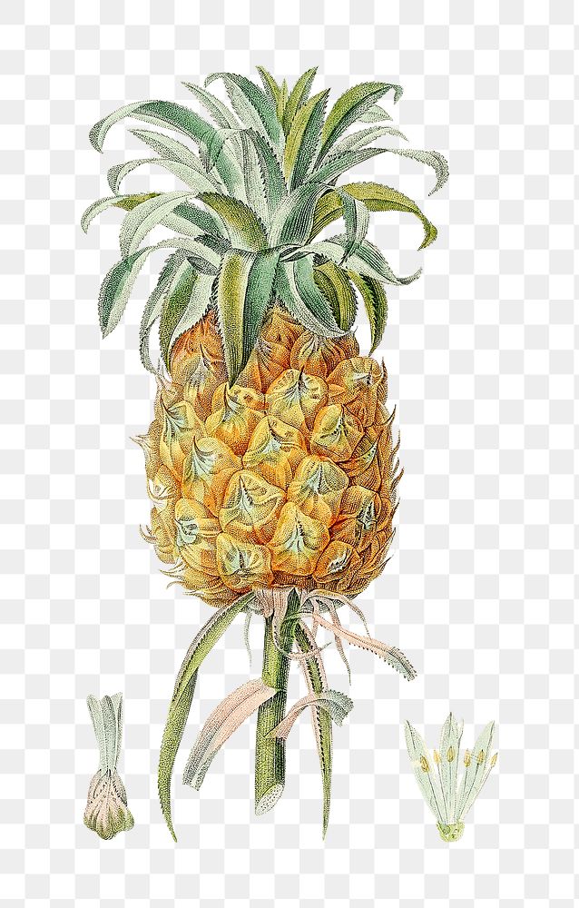 Png hand drawn pineapple clipart illustration