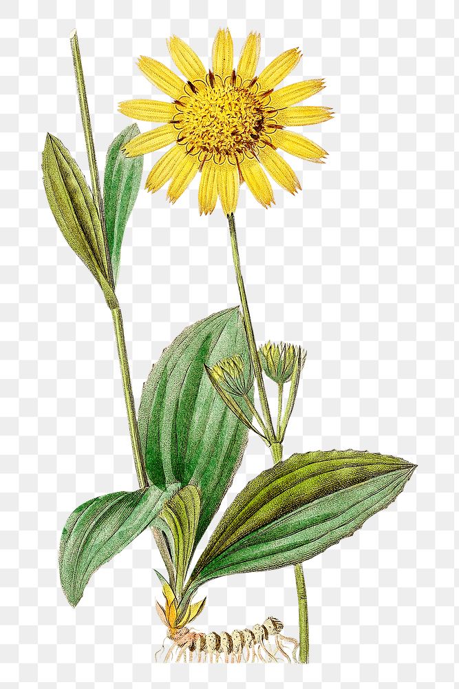 Png hand drawn mountain arnica illustration
