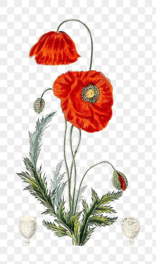 Png hand drawn red poppy illustration