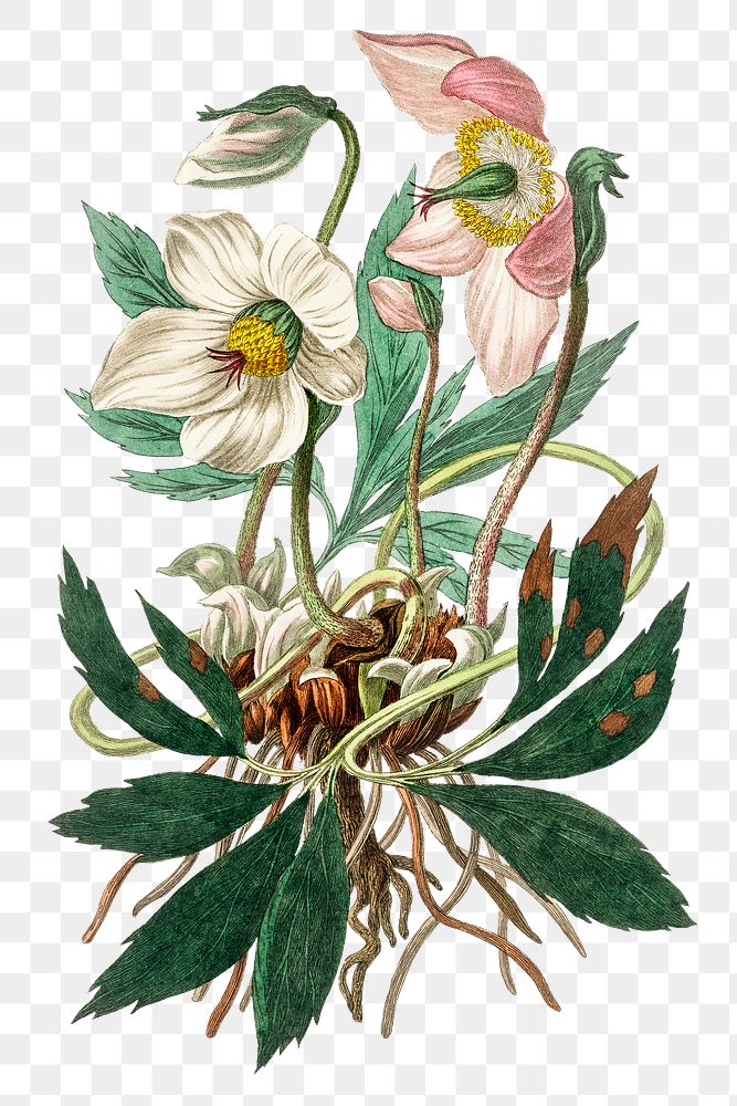 Png white and pink christmas rose vintage botanic illustration