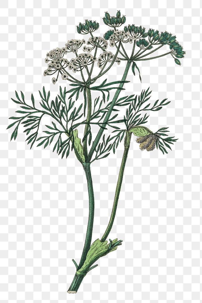 White and green caraway flowers png sketch
