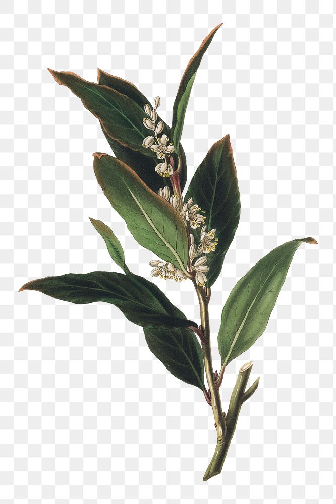 White bay laurel with branch | Premium PNG Sticker - rawpixel