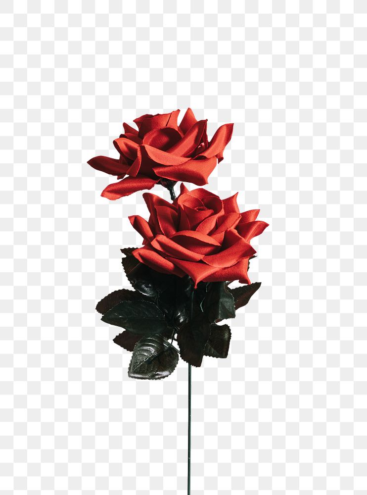 Beautiful red rose for valentines day transparent png