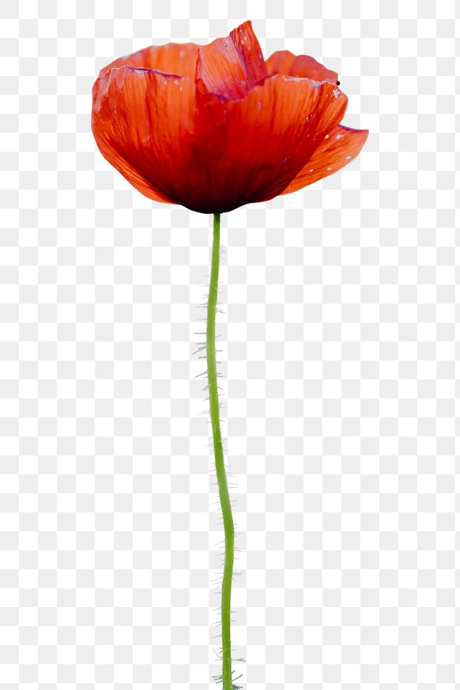 Single red poppy flower design element