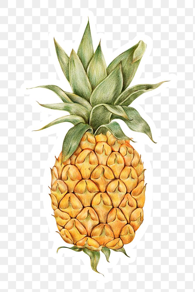Pineapple fruit illustration png tropical fruit sticker