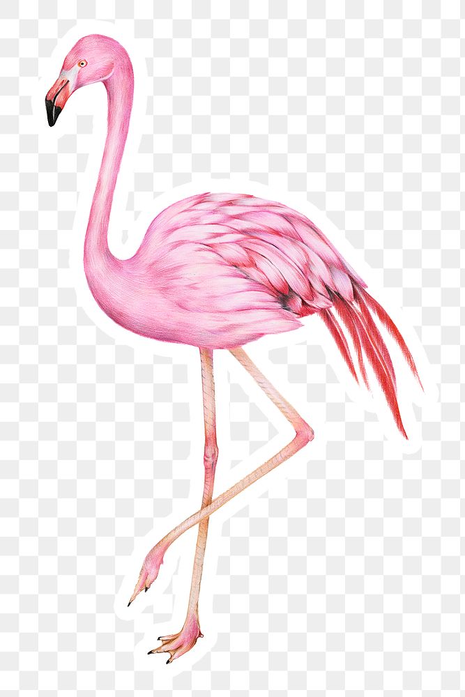 Vintage pink flamingo bird png illustration sticker
