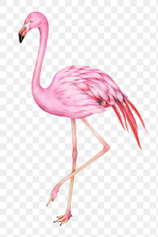 Vintage flamingo bird png illustration sticker