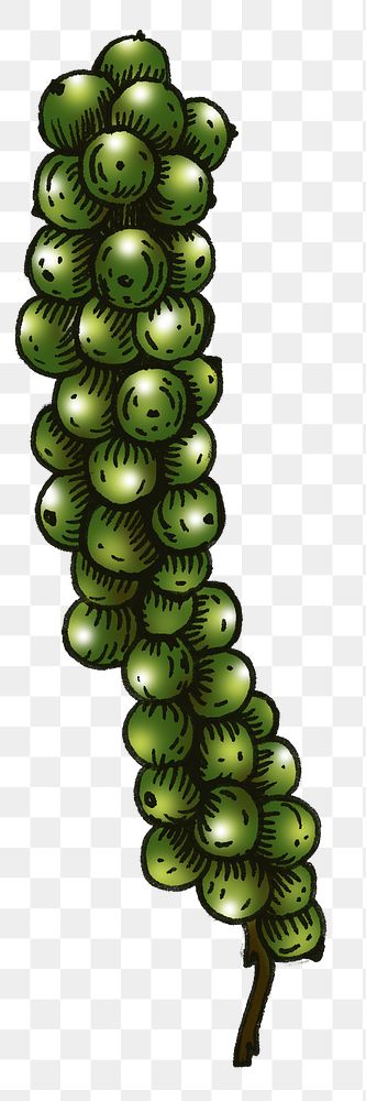 Green peppercorn isolated png transparent