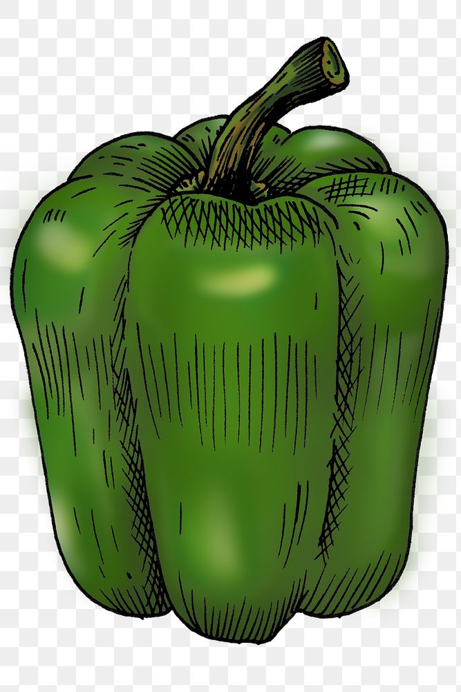 Green bell pepper isolated png transparent  