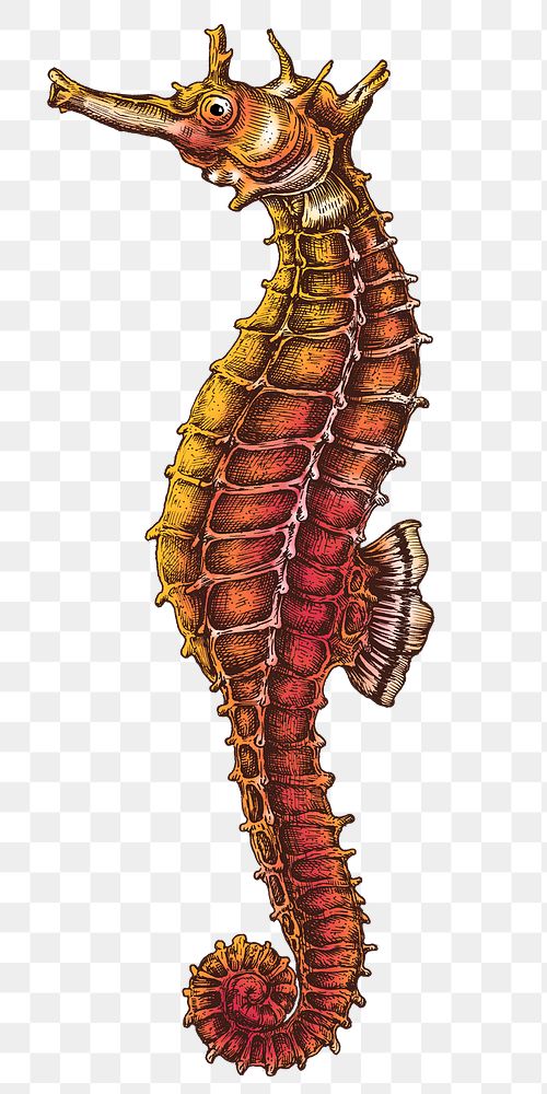 Colorful seahorse isolated transparent png 