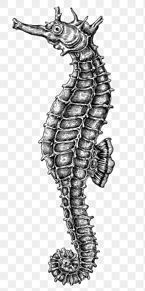 Black and white seahorse png 