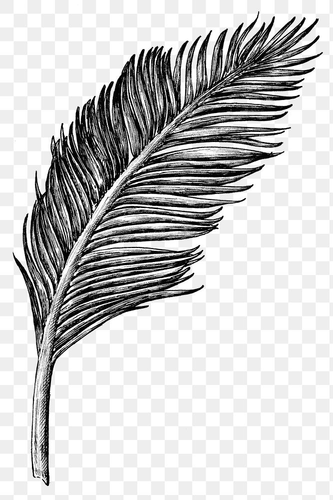 Black and white psd coconut leaf 