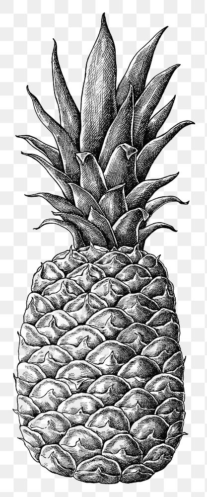 Hand drawn fresh pineapple fruit transparent png